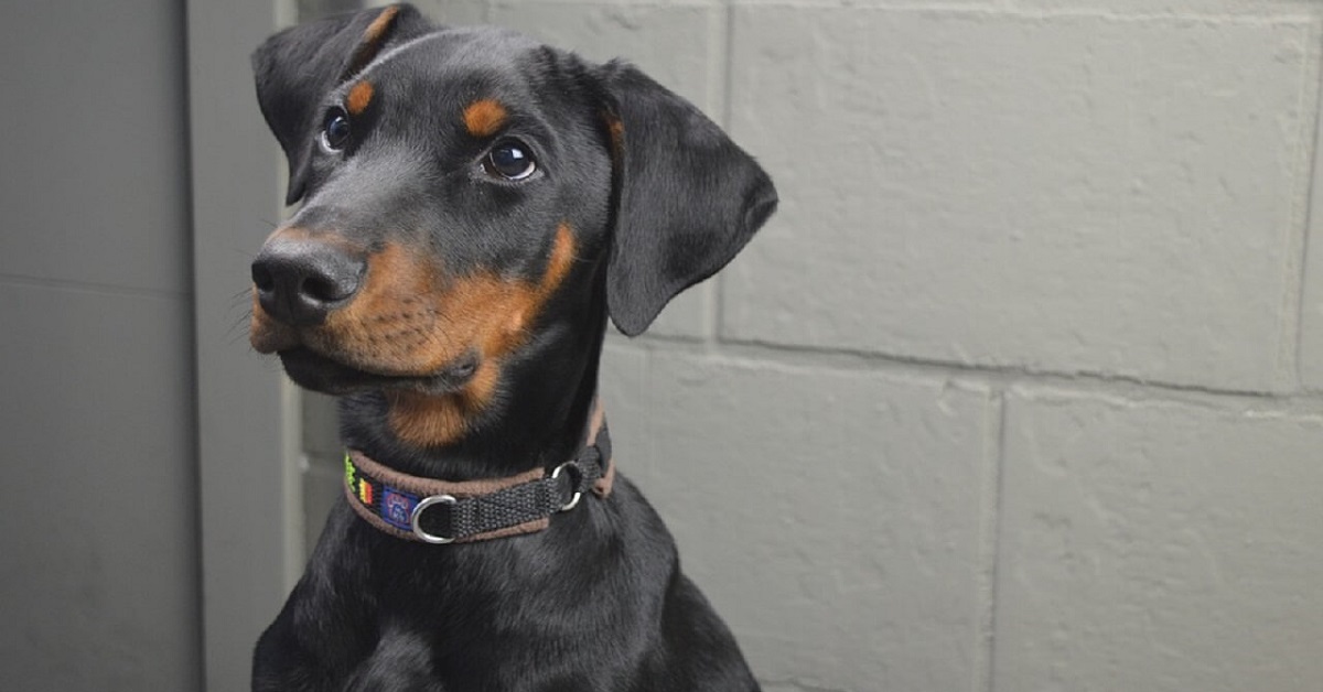 cucciolo di cane dobermann