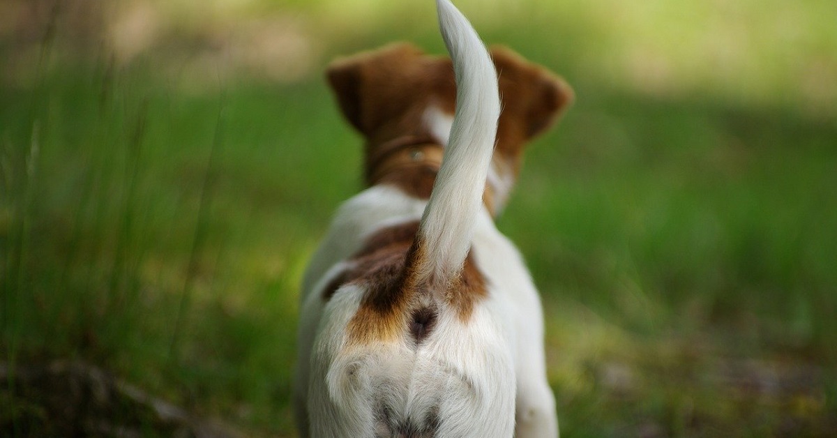 coda del cane