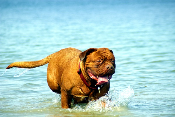 fare-il-bagno-al-cane-1