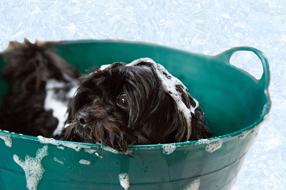 fare-il-bagno-al-cane