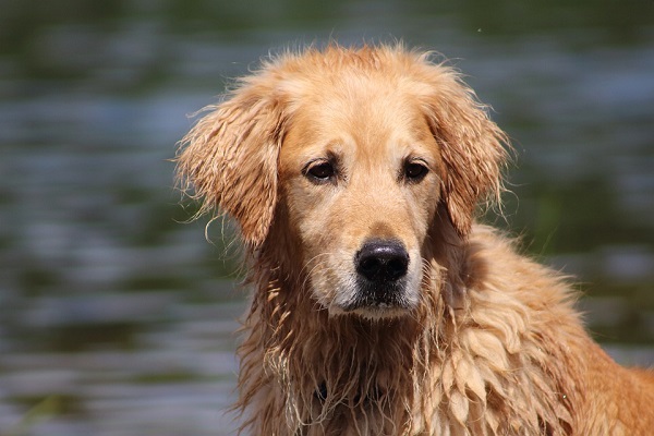 Fare il bagno al cane