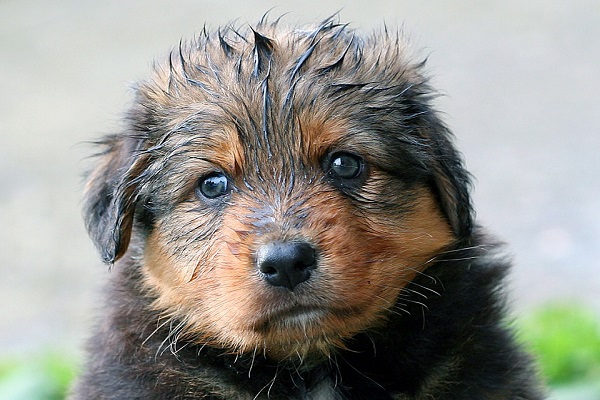 Fare il bagno al cane