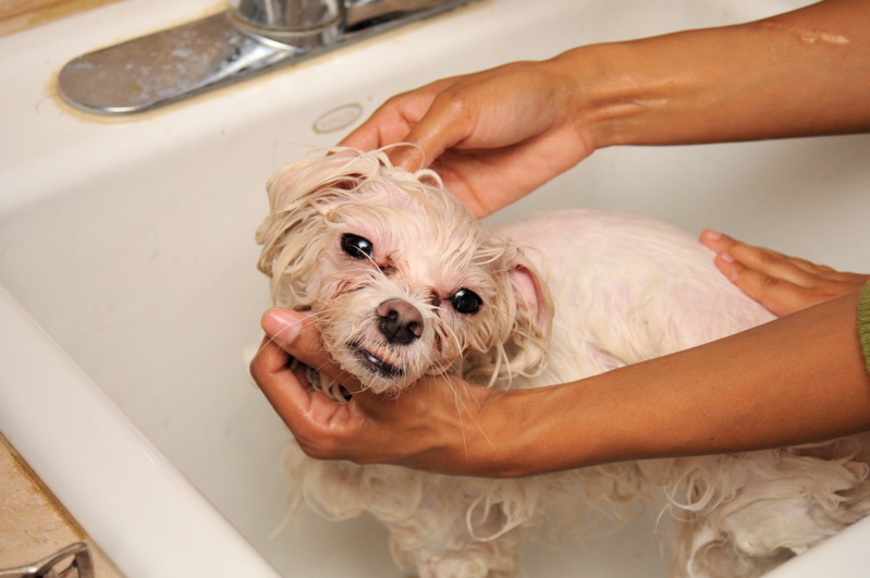 fare-il-bagno-al-cane