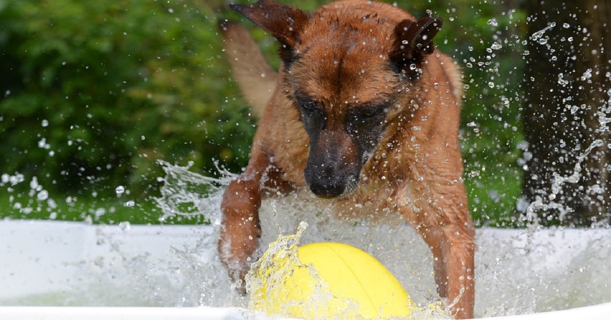 Come fare il bagno al cane