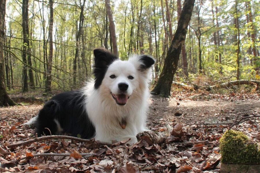 cane bianco e nero nel bosco