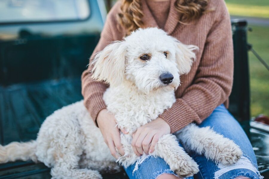 cane bianco con la sua padrona