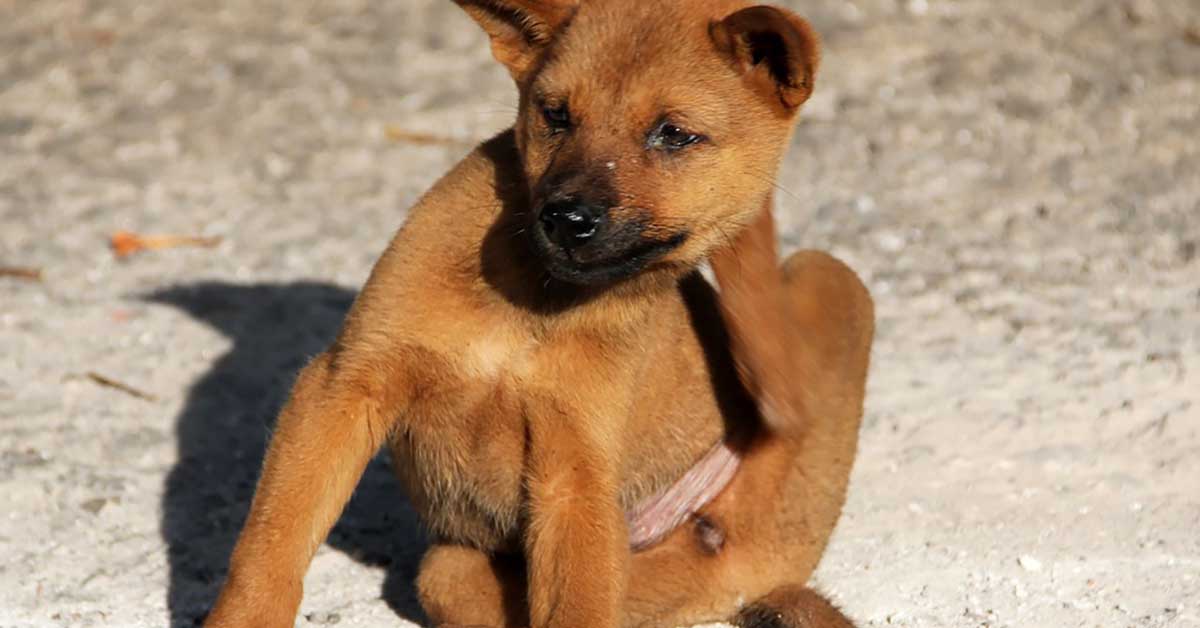 come trattare linfezione della pelle del cane con il pus