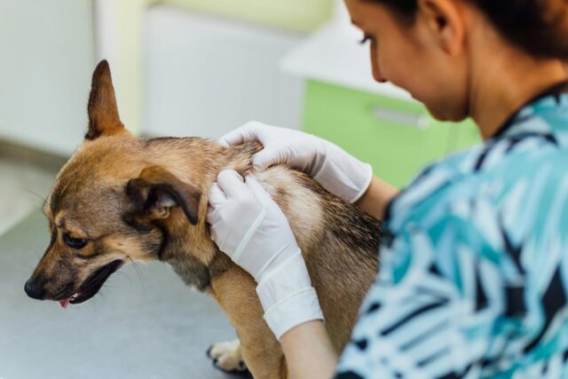 Follicolite canina: sintomi, cause, conseguenze e tutti i modi per curarla