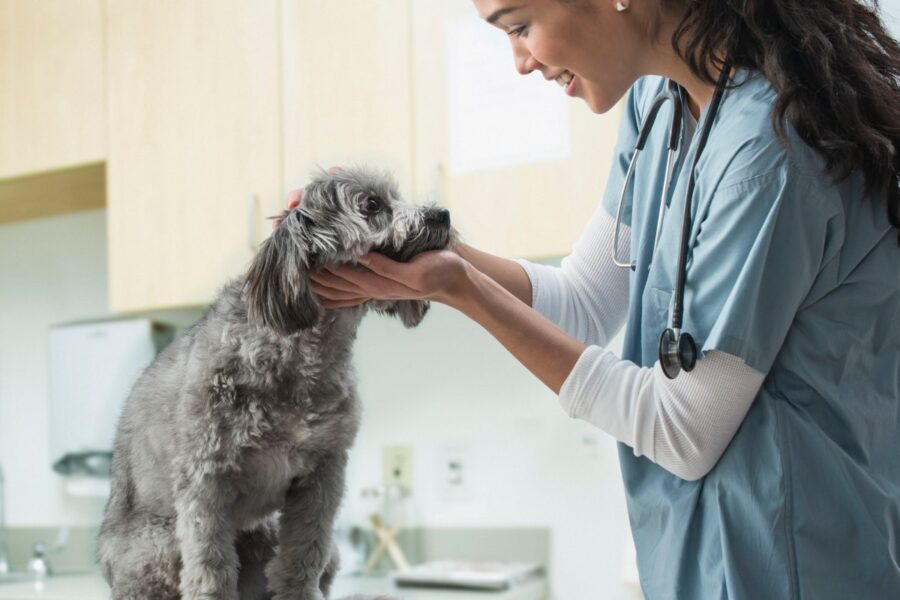 cane dal veterinario