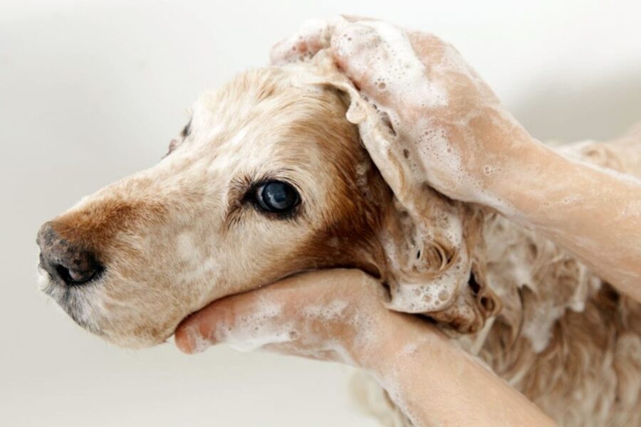 shampoo per cani