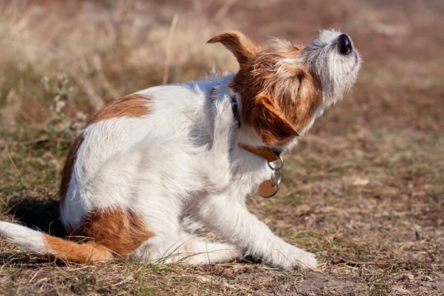 cane che si gratta