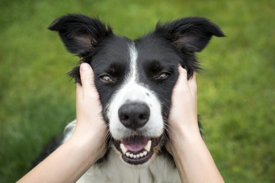 mani sulla testa del cane