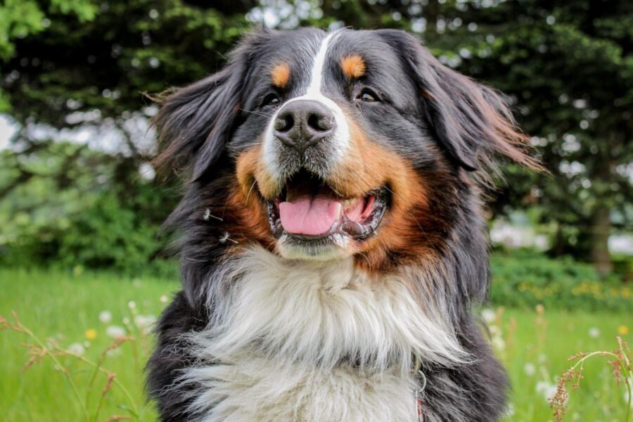 cane al parco