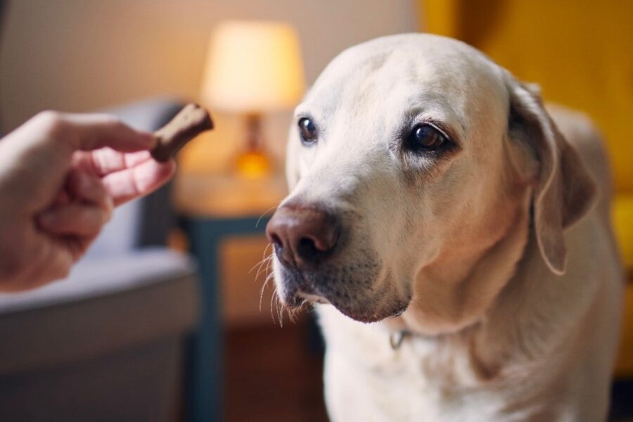 biscotti per cani