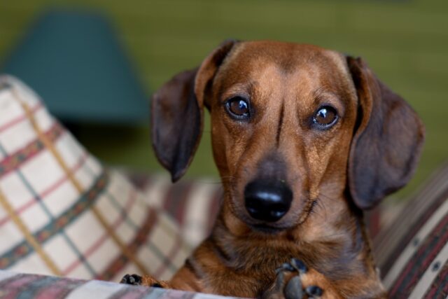 Gastrite nel cane: cause, sintomi, cure e dieta utile per curarla