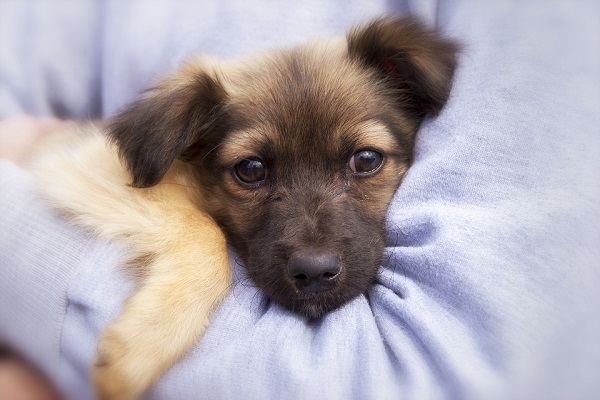 cucciolo di cane che guarda