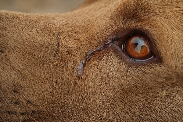 dettaglio di occhio di cane con lacrima