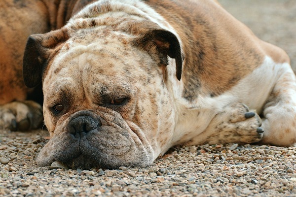 cane triste e vecchio