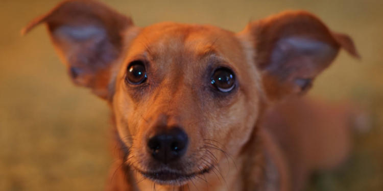 Cane che guarda con occhioni