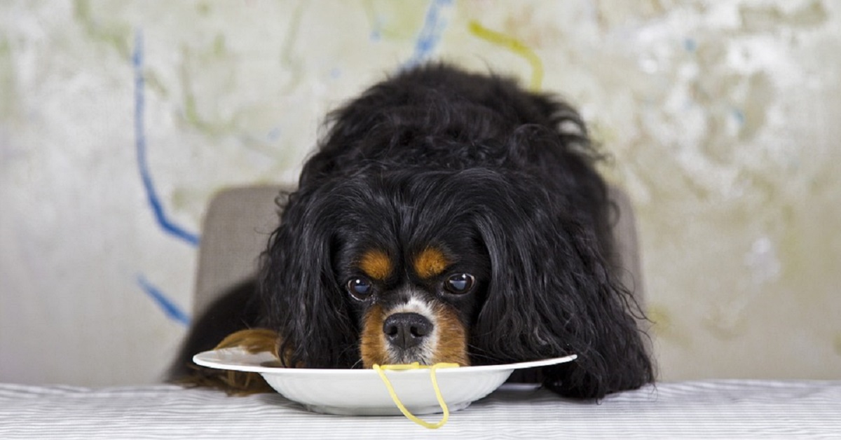 cane che mangia pasta