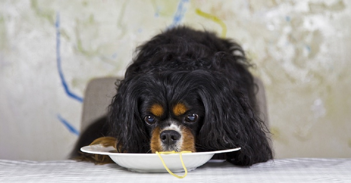 I cani possono mangiare la pasta?