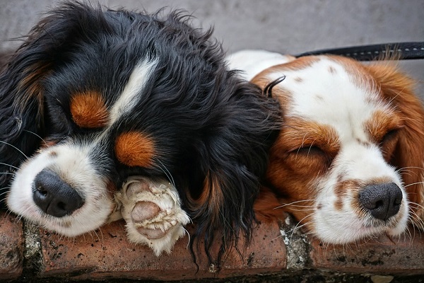due cani che dormono
