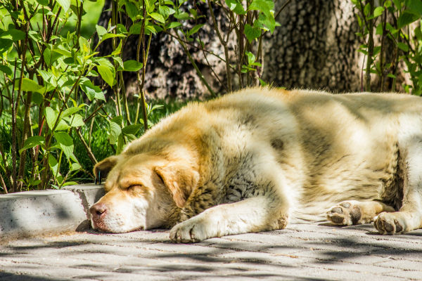 il cane e le posizioni in cui dorme