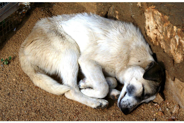 il cane e le posizioni in cui dorme