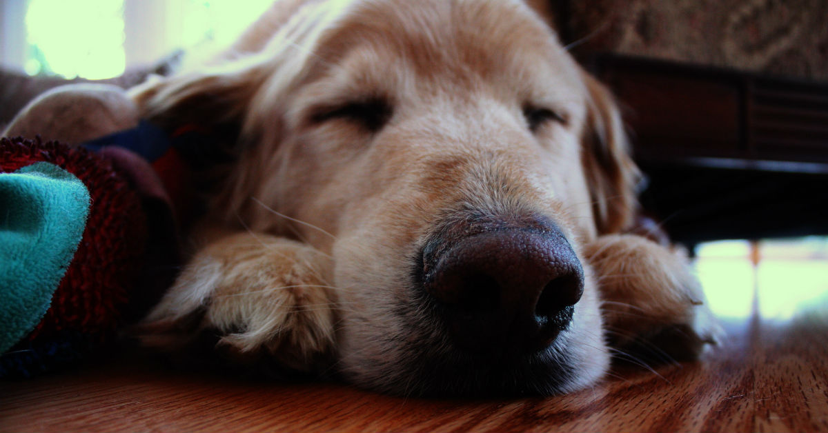 Il cane e le posizioni in cui dorme