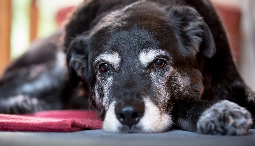 la scienza dice che i cani non sentono l'avvicinarsi della morte