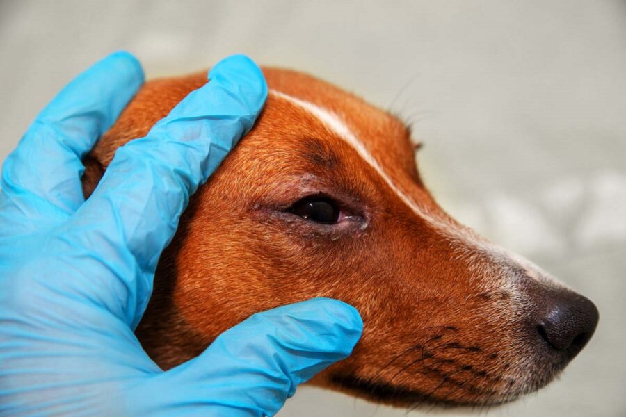 cane che ha gli occhi rossi