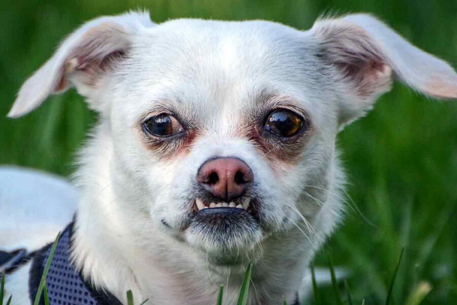 cane con la mandibola in avanti