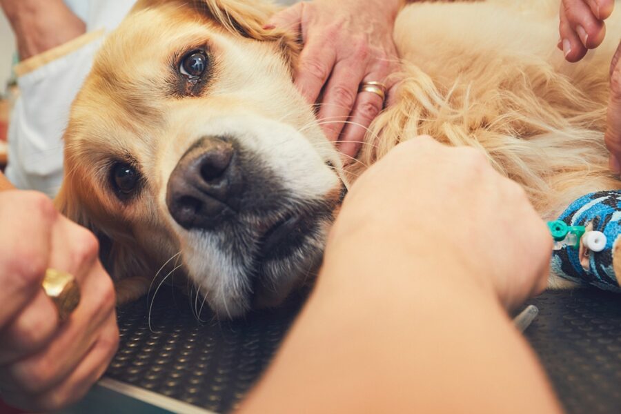 cane dal veterinario