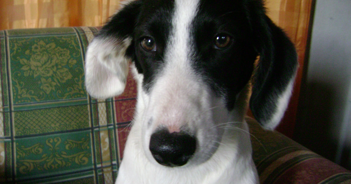 Leishmaniosi Del Cane Cause Sintomi E Malattia