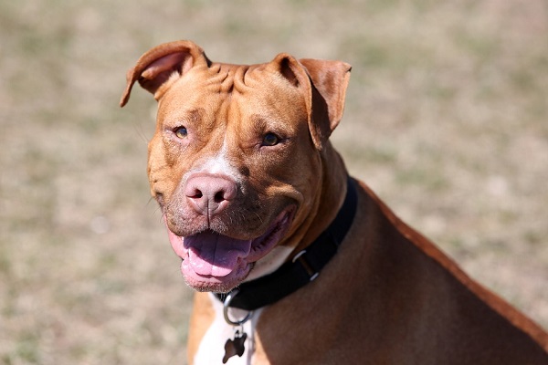 Naso del cane: cosa significa quando è asciutto, bagnato o cola