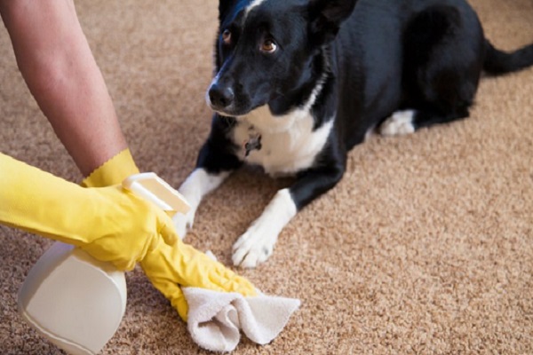 Odori che il cane odia