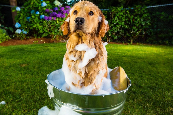 Odori che il cane odia