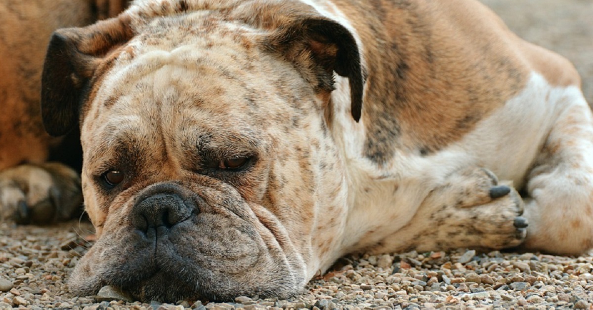 Odori che il cane odia: quali sono