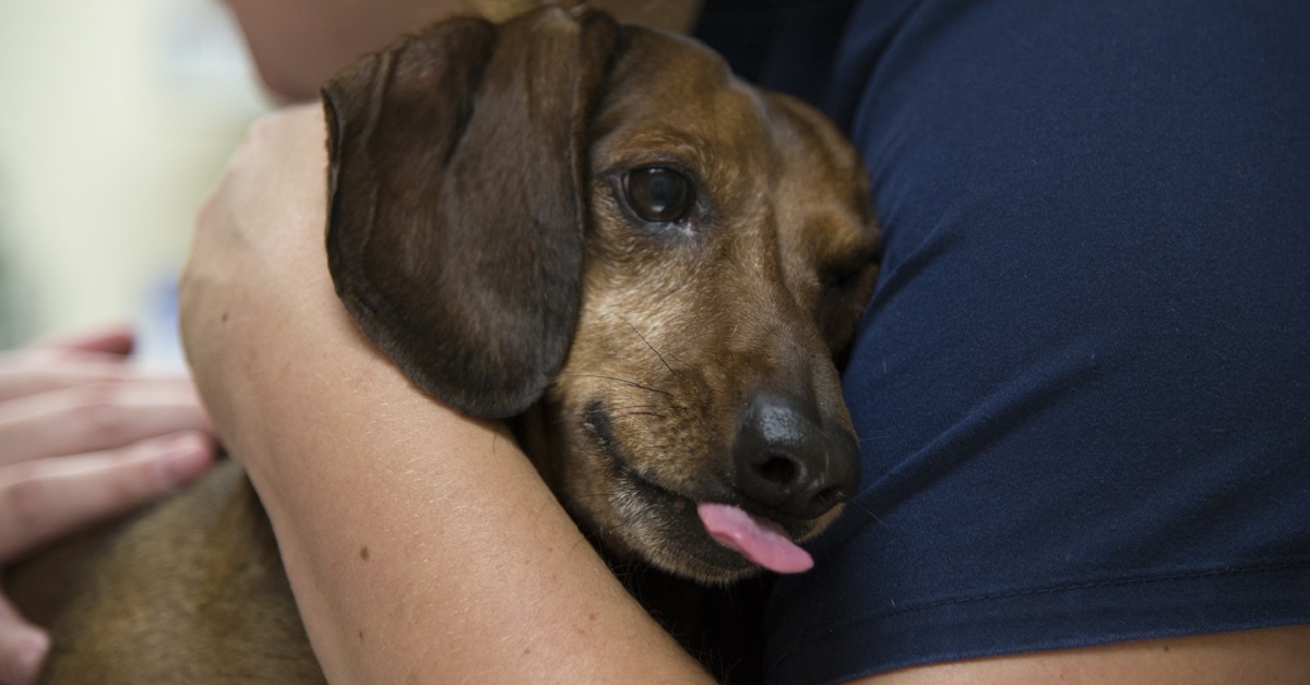 Paradossi ed alterni percorsi ... Otite-nel-cane-2