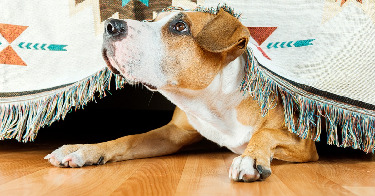 Paure e fobie nei cani, cause e rimedi per la serenità di Fido