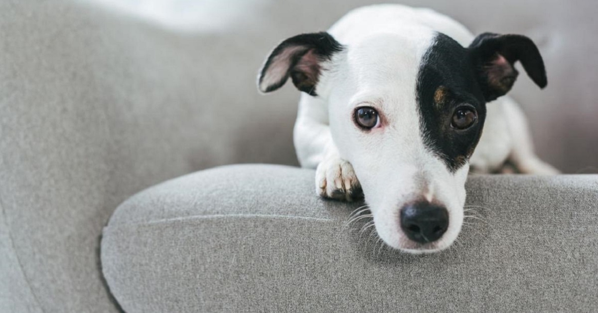 cane sul divano