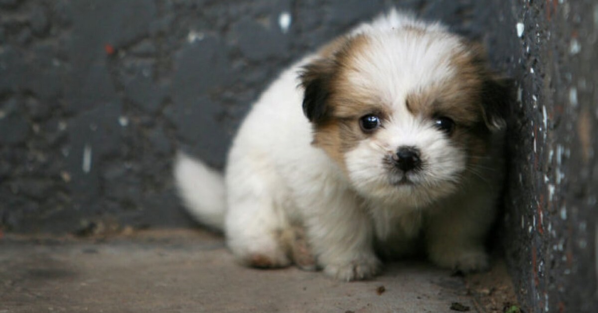 cucciolo di cane spaventato