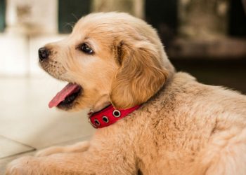 Quando I Cuccioli Di Cane Aprono Gli Occhi