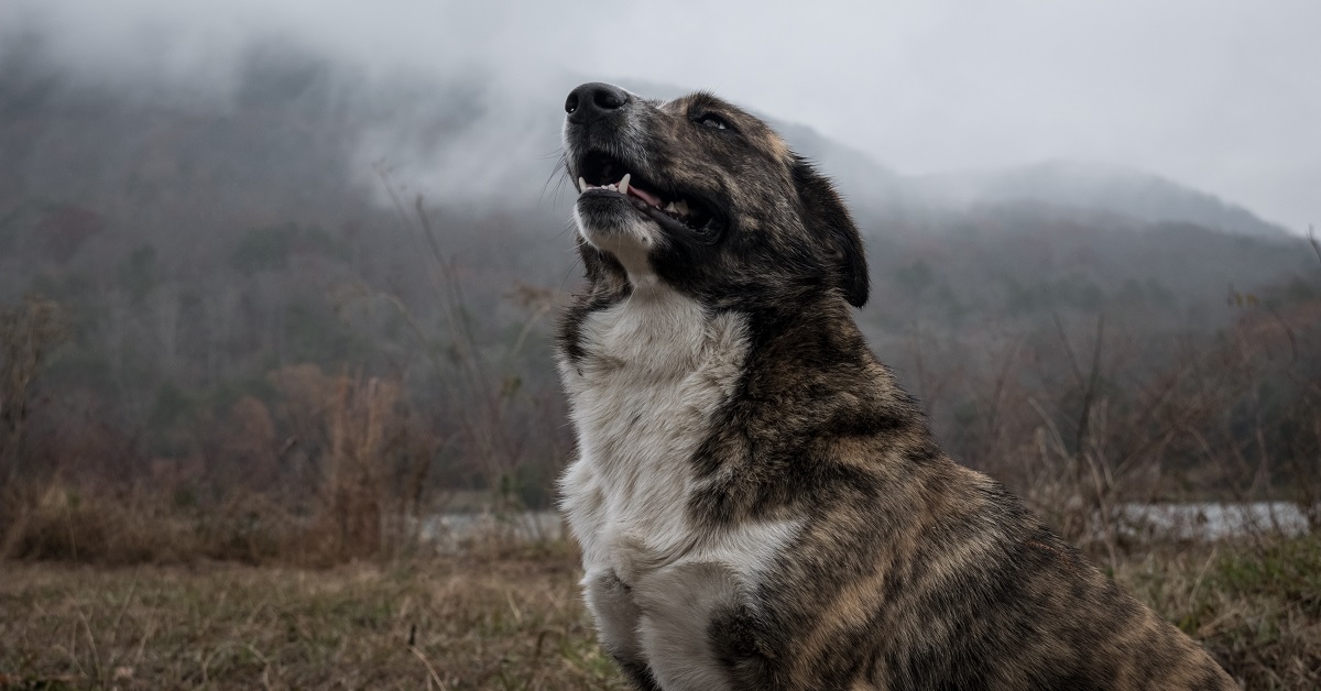 Perché i cani abbaiano?