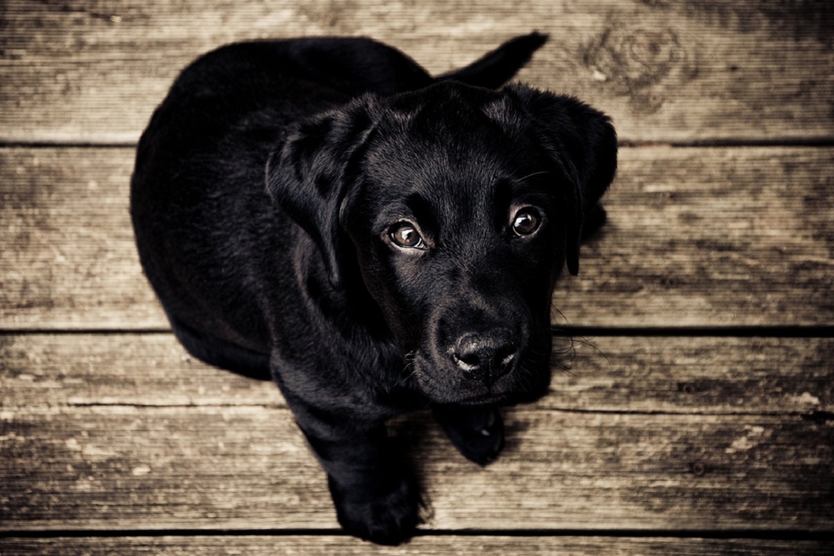 cucciolo di cane nero