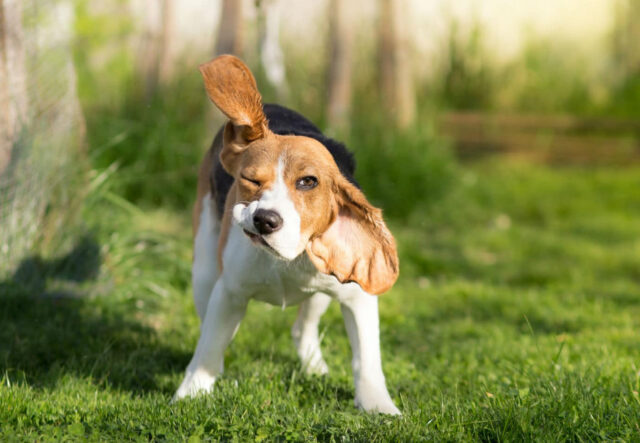 Perché i cani si scrollano, tutti i motivi e i rimedi