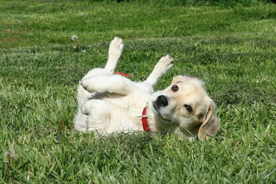 cani si scrollano perché hanno le pulci