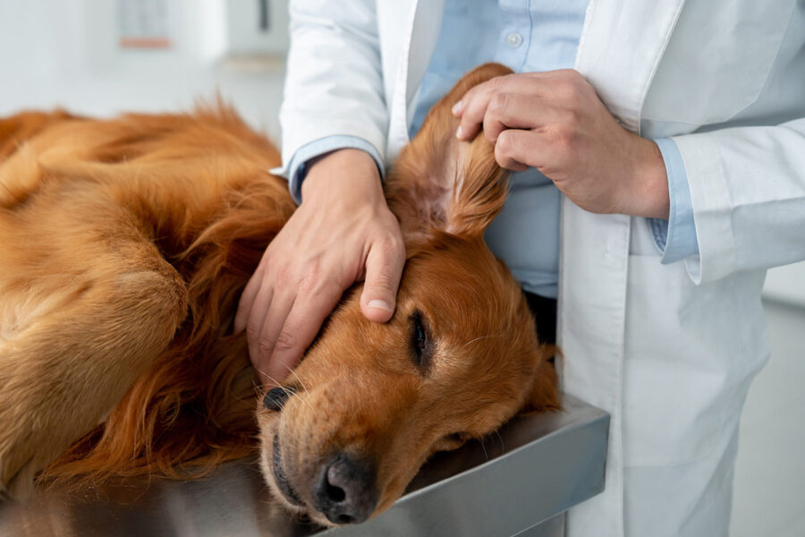 cani si scrollano perché hanno qualcosa nelle orecchie