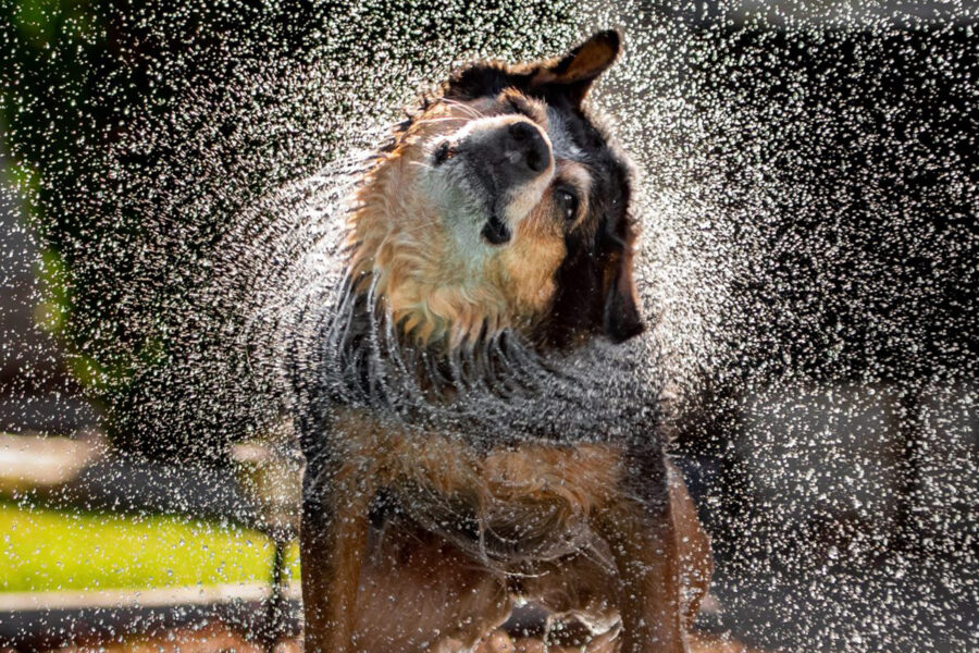 cani si scrollano perché hanno acqua addosso