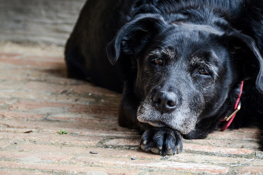 cane guaisce perché sta male